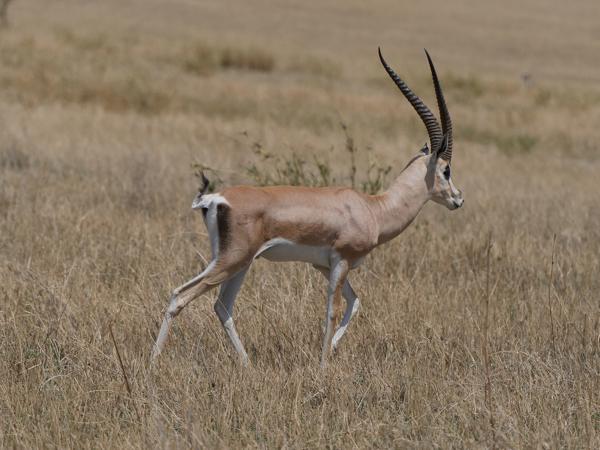 <h3><a href="/trips/tanzania/biota/animalia/chordata/mammalia/artiodactyla/bovidae/nanger granti/nanger granti-nl.html">Nanger&nbsp;granti</a> / Grant's&nbsp;gazelle / Grantgazelle</h3>OM-1 Mark II met OLYMPUS M.150-400mm F4.5 TC, 1/2000 sec  bij F5.6, ISO 250, afstand 28.9&nbsp;m